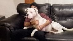 a man sitting on top of a black couch holding a white dog