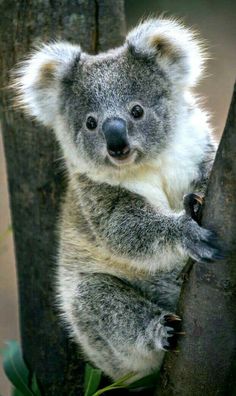 a koala is sitting in a tree and looking at the camera