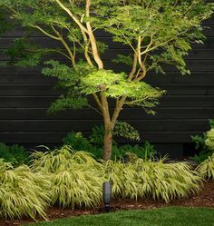 a green tree in front of a black wall with grass and trees around it on either side