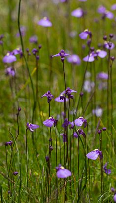 some purple flowers are growing in the grass