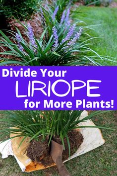 some plants that have been planted in dirt with the words, divide your livope for more plants