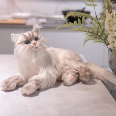 a fluffy white cat sitting on top of a counter next to a vase with flowers