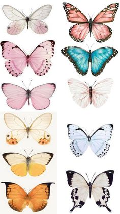 several different colored butterflies on white background