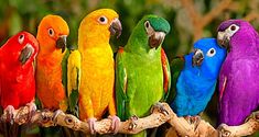 five colorful parrots are sitting on a tree branch and one is looking at the camera