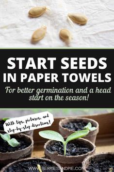 seed seeds in paper towels with text reading start seeds in paper towels for better germination and a head start on the season