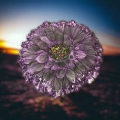 a purple flower with water droplets on it's petals in front of a sunset