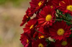 a bunch of red and yellow flowers in a vase