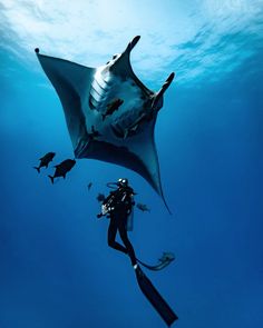 a manta ray swims in the ocean with scuba gear on its back and feet