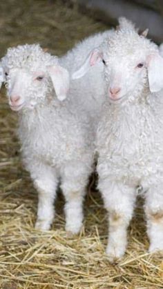 two baby sheep standing next to each other on some hay