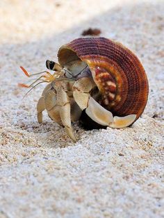 a crab crawling in the sand with its shell open