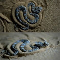 two pictures of a snake in the sand, one is blue and the other is black