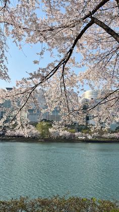 cherry blossoms are blooming over the water in front of a city