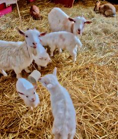 four baby lambs are standing around in the hay