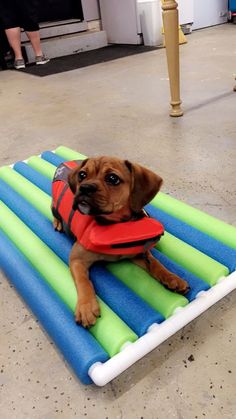 a brown dog laying on top of an inflatable raft with life vests