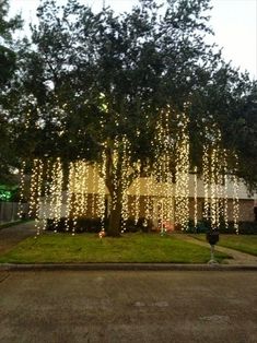 a tree with lights hanging from it's branches in front of a house