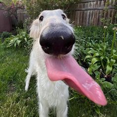 a white dog holding a pink frisbee in its mouth