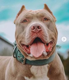 a brown and white pitbull dog with its tongue out looking at the camera