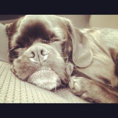 a close up of a dog laying on a couch with it's eyes closed