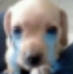 a blurry photo of a dog with blue eyes