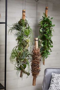 three hanging air plants on a wall next to a chair