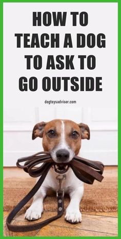 Best Way to teach a dog to ask to go outside Dog Behavior Problems, How To Walk, Best Dog Toys, Dog Information, Dog Brain, Dog Training Techniques, Best Dog Training, Dog Care Tips, Dog Training Obedience