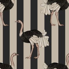 an ostrich is standing in front of black and white striped wallpapers