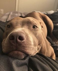 a brown dog laying on top of a bed