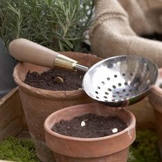 three pots with dirt and plants in them, one is holding a metal strainer