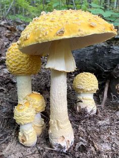 two yellow mushrooms sitting on the ground