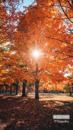 the sun shines brightly through an autumn tree filled with orange and yellow leaves in a park