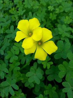 two yellow flowers are in the middle of green leaves, with one flower blooming