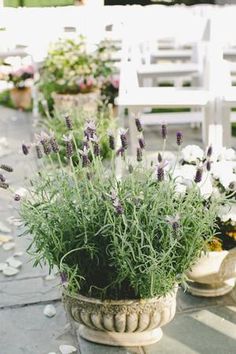 potted lavender plants on patio with chairs in background