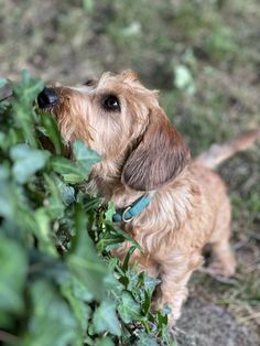 a small brown dog standing on top of a grass covered field next to a bush