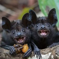 three black bats with their mouths open and teeth wide open