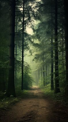 a dirt road in the middle of a forest with tall trees on both sides and foggy skies overhead