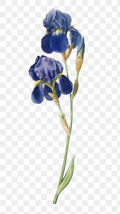 blue iris flowers on a white background with no background, hd png and psd