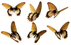 six yellow butterflies flying in the air with their wings spread out and facing different directions