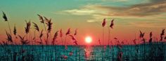 the sun is setting over the water and reeds are in the foreground,