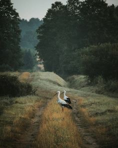 two white and black birds standing on a dirt road in the middle of a field