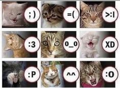 many different pictures of cats with the same expression on their faces and numbers in front of them