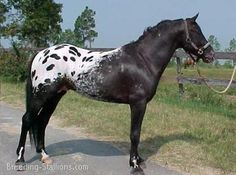 a black and white horse standing on the side of a road