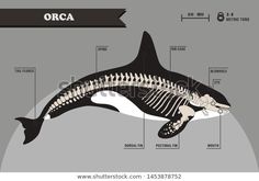 the anatomy of an orca whale with its skeleton and parts labeled in black on a gray background