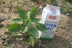 a carton of milk sitting on the ground next to a plant with leaves growing out of it