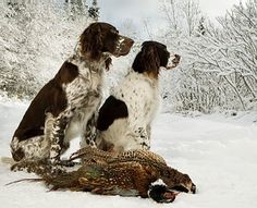 two dogs sitting in the snow looking at each other