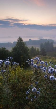 a field with lots of blue flowers in the foreground and clouds in the background