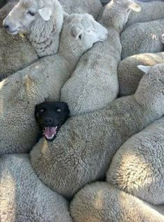 a black dog is laying in the middle of many grey sheep with their mouths open