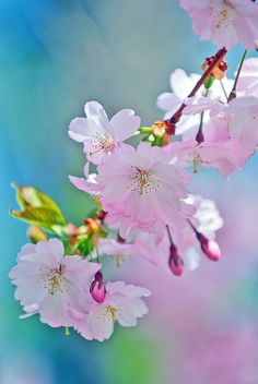 pink flowers are blooming on a branch in front of blue and green blurry background