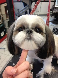 a small white and brown dog sticking its tongue out while being held by someone's hand