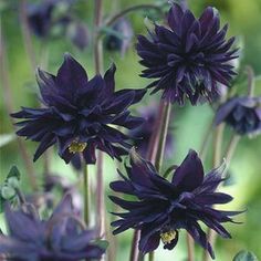 purple flowers are blooming in the garden