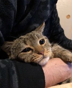 a cat that is laying down on someone's arm